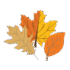 autumn leaves icon 2