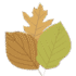 autumn leaves icon 1